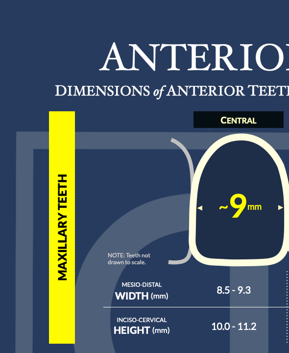 Dimensions of Anterior Teeth Poster