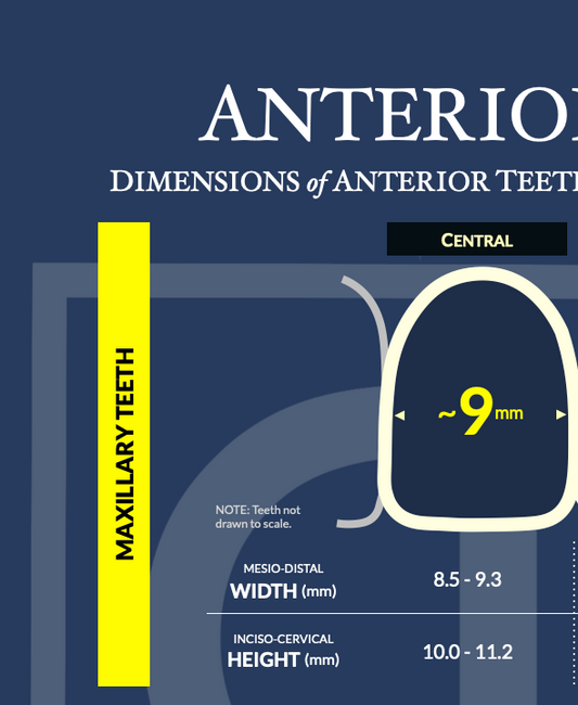 Dimensions of Anterior Teeth Poster